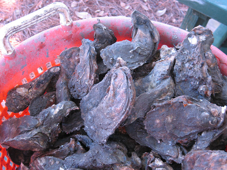 Marine Debris, Oyster Health among New BCSRP Projects