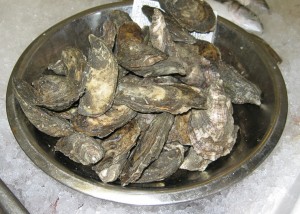 Oysters in a metal bowl.