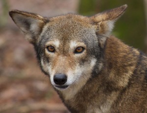 A red wolf stares into the camera.