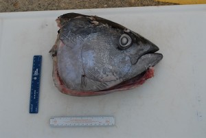 Head of fish a result of depredation.