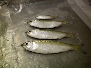 The differing sizes of juvenile alewife.