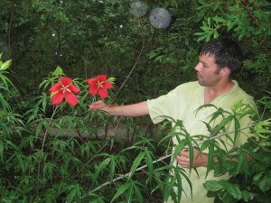 Matt Collogan points out a native hibiscus.