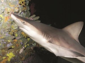 Sandbar sharks are the most common large sharks in North Carolina.