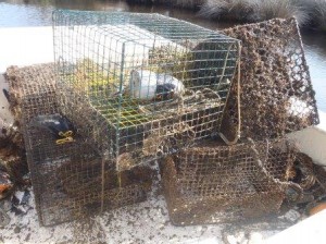 derelict pots for oyster reefs