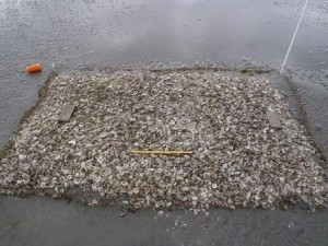 oyster shells deposited
