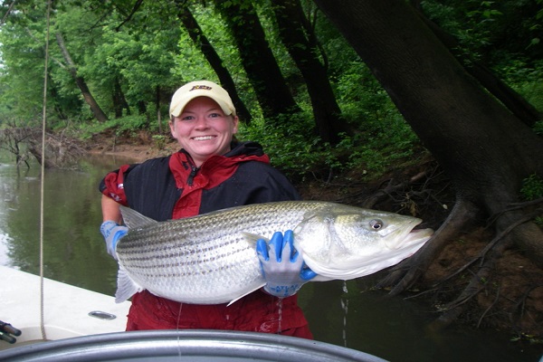 Coley Hughes with adult striped bass