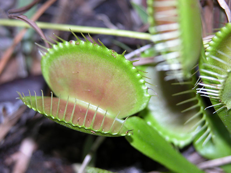 Close up of a venus flytrap.