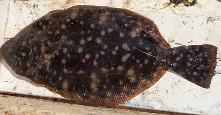 southern flounder
