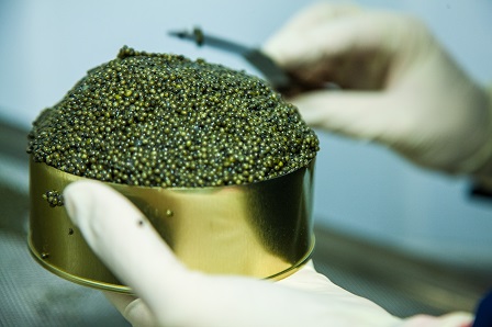 sturgeon caviar