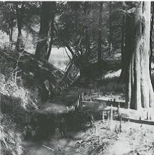 cypress trees at Neuse