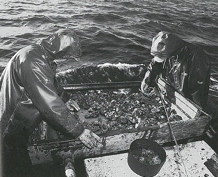 culling oysters