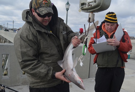 Al Baird weighs dogfish