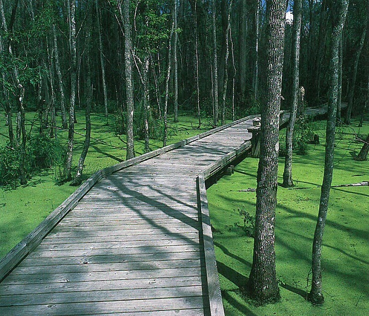 The boardwalk at Goose Creek State Park gives a picturesque view of the swamp.