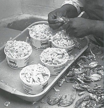 picking crabmeat from shells