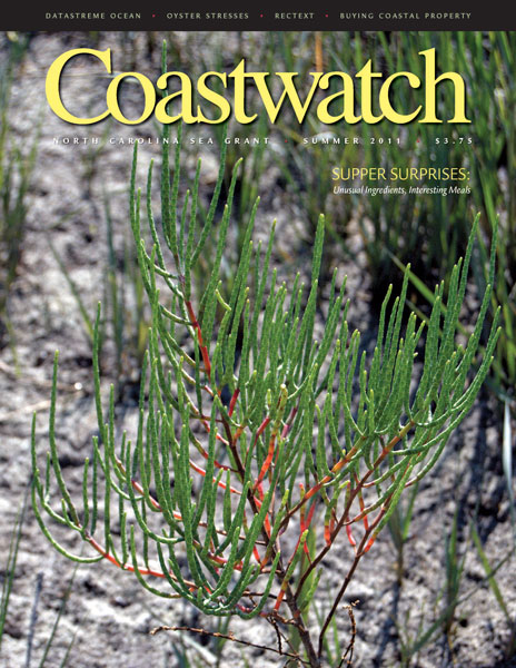 Salicornia virginica, also called glasswort or pickleweed, is a salt-tolerant plant. Photo by Paul E. Hosier