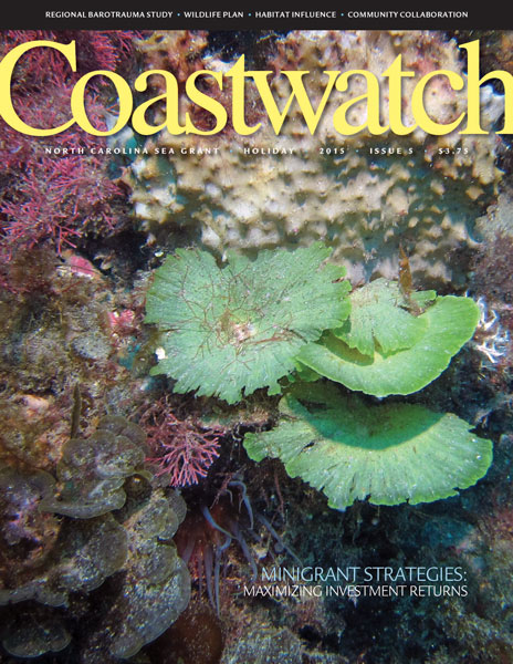 Udotea cyathiformis, an underwater algae. Photo by Wilson Freshwater