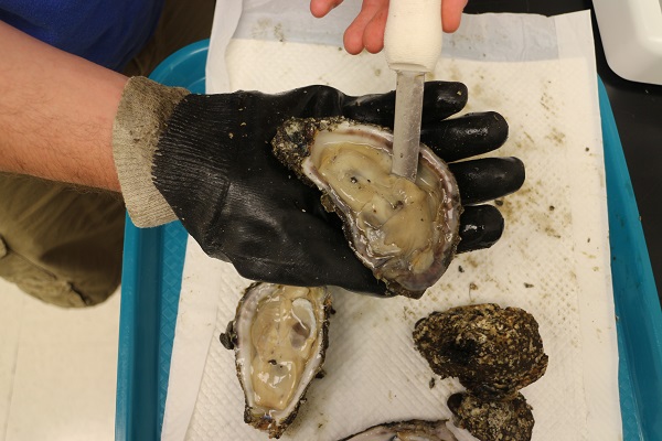 Froelich examine oysters