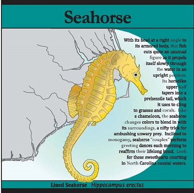 seahorses mating