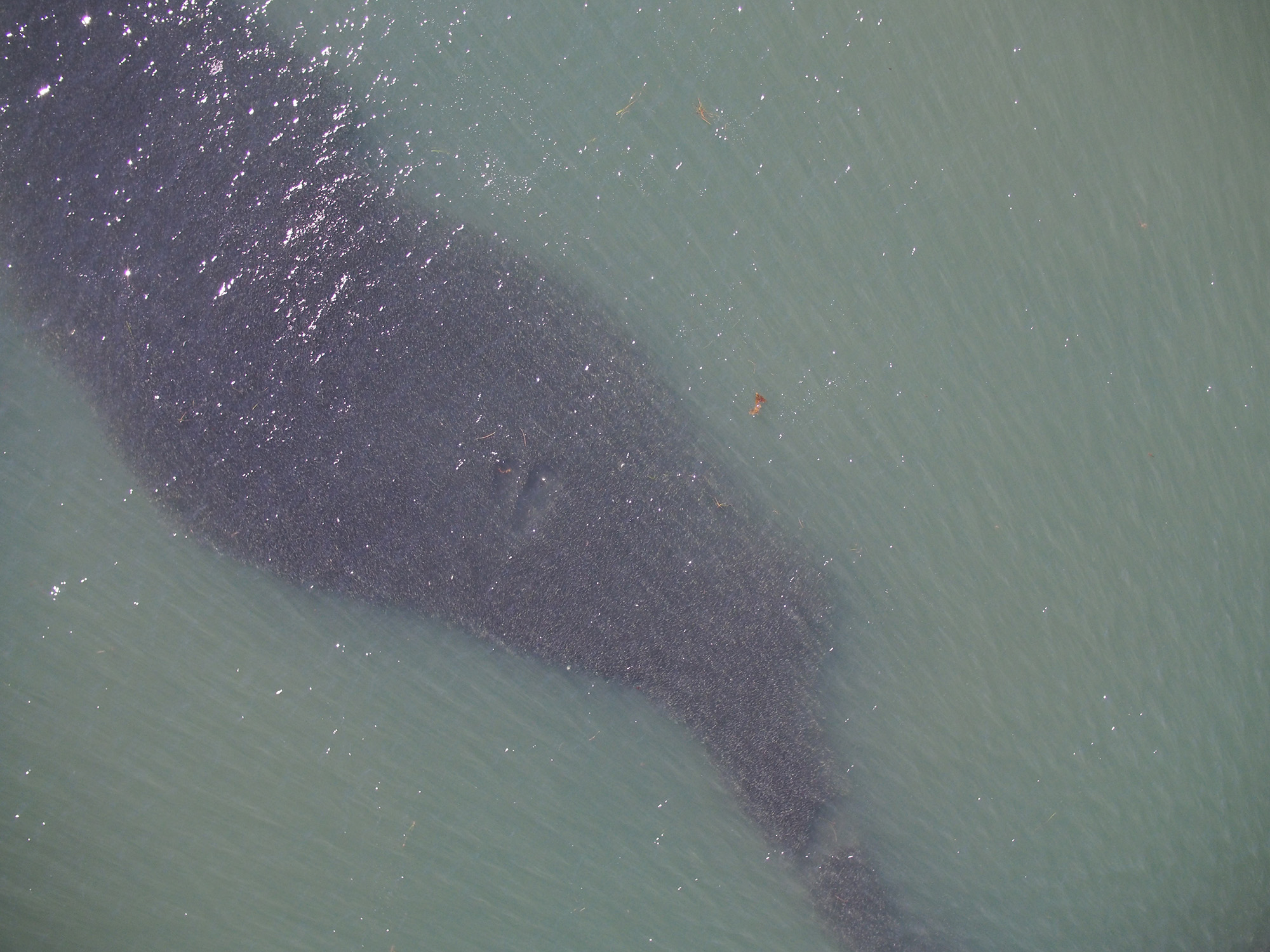 Menhaden schools look like oil slicks from above. Credit: NOAA Fisheries.
