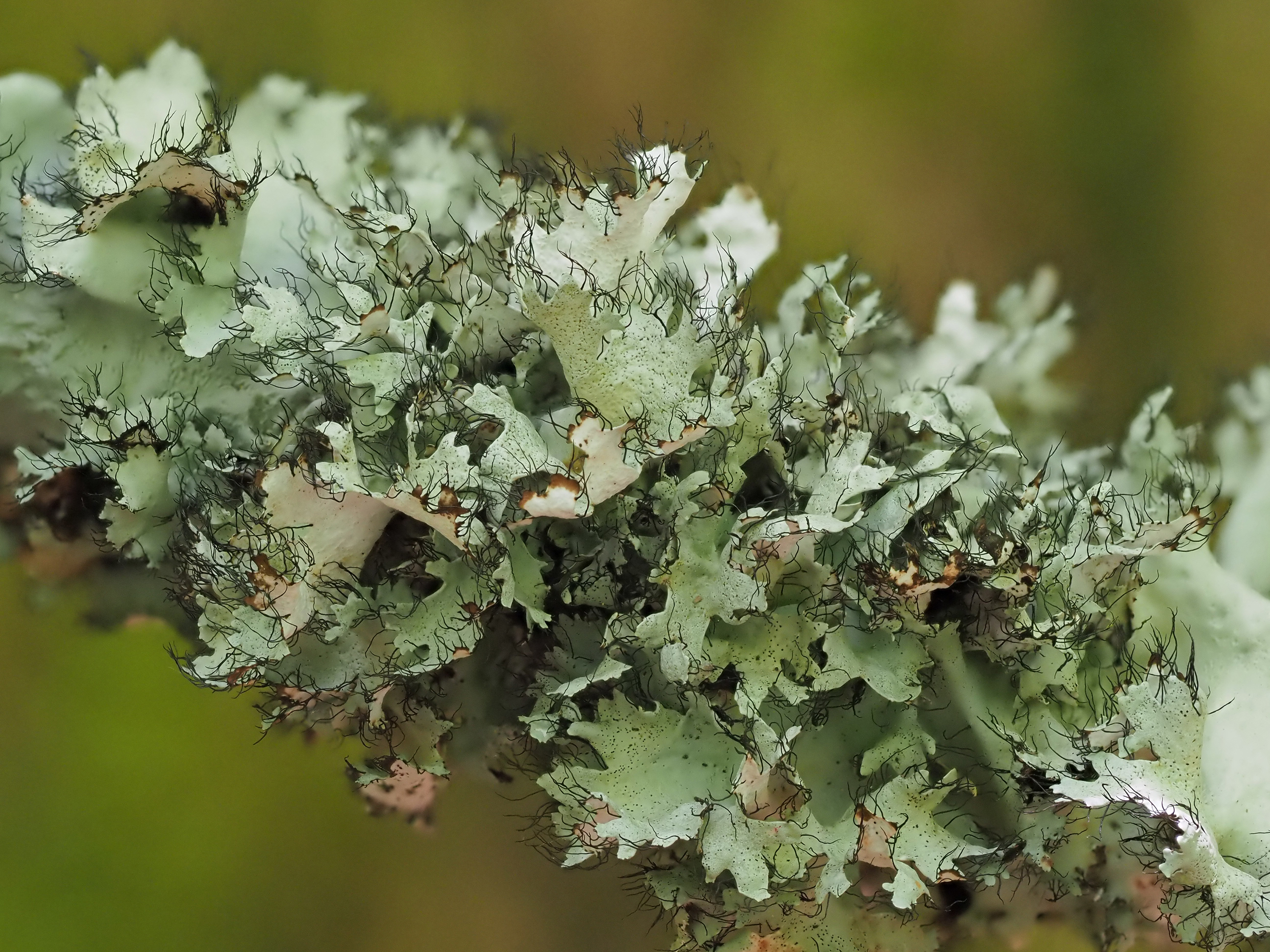 Forest finds lichen fungi lot