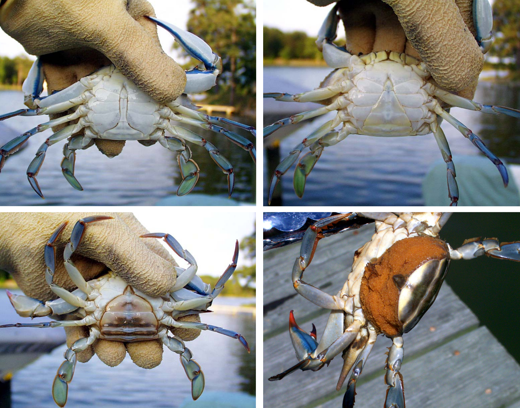 https://ncseagrant.ncsu.edu/coastwatch/wp-content/uploads/sites/2/2019/06/Crab-identifiers.png