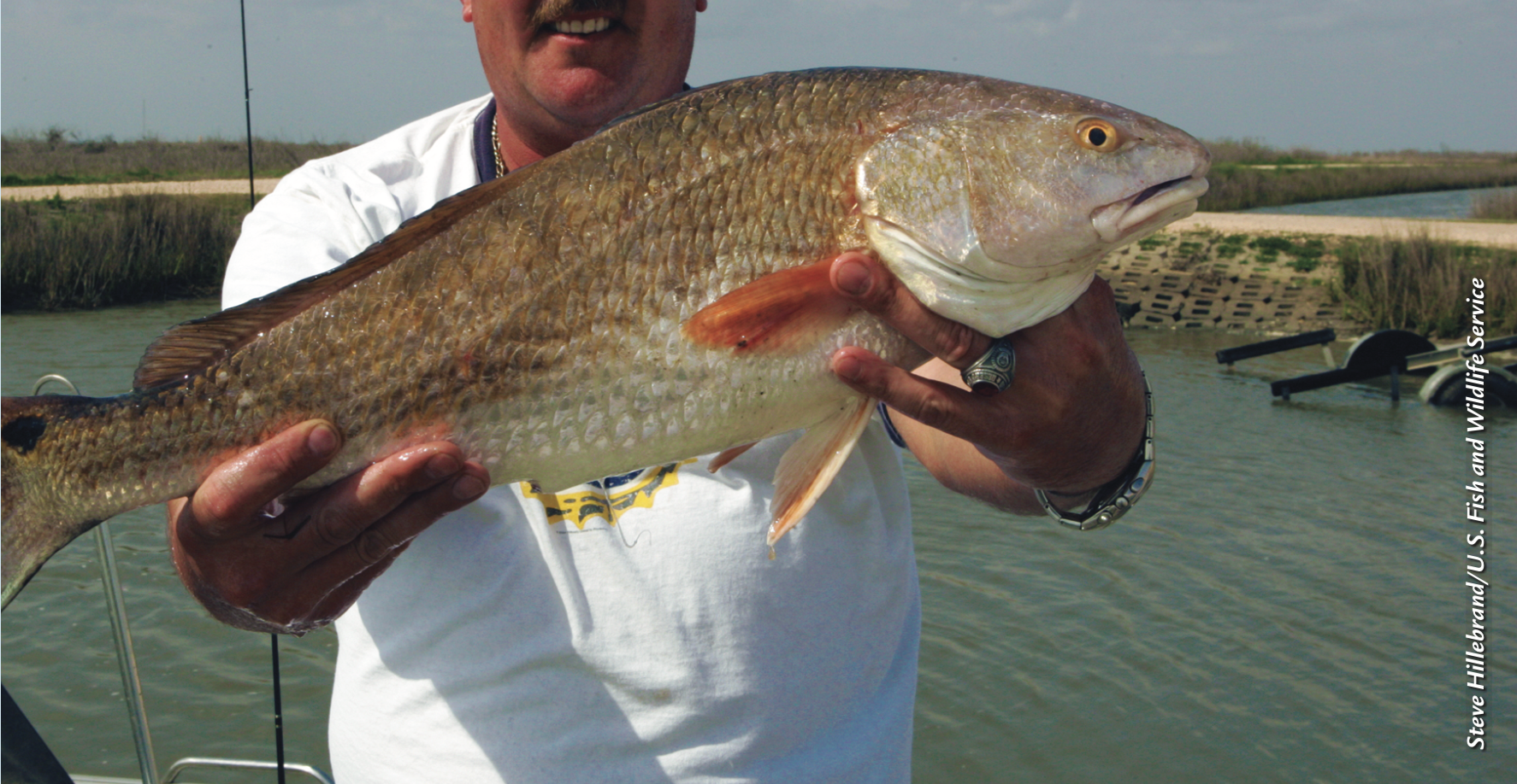 Red Drum – Discovery of Sound in the Sea