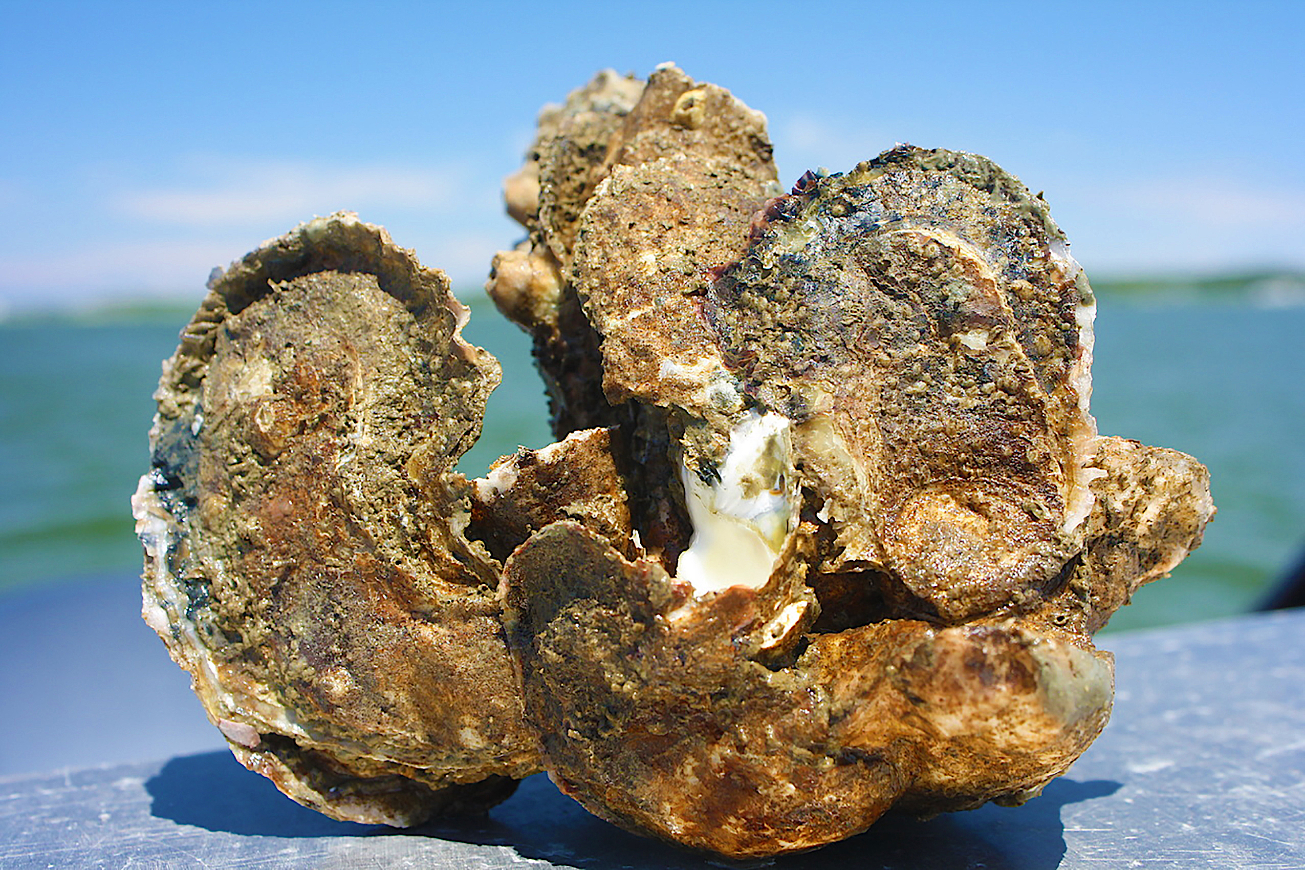 Oysters from a feeder stream to the Chesapeake Bay, courtesy of NOAA
