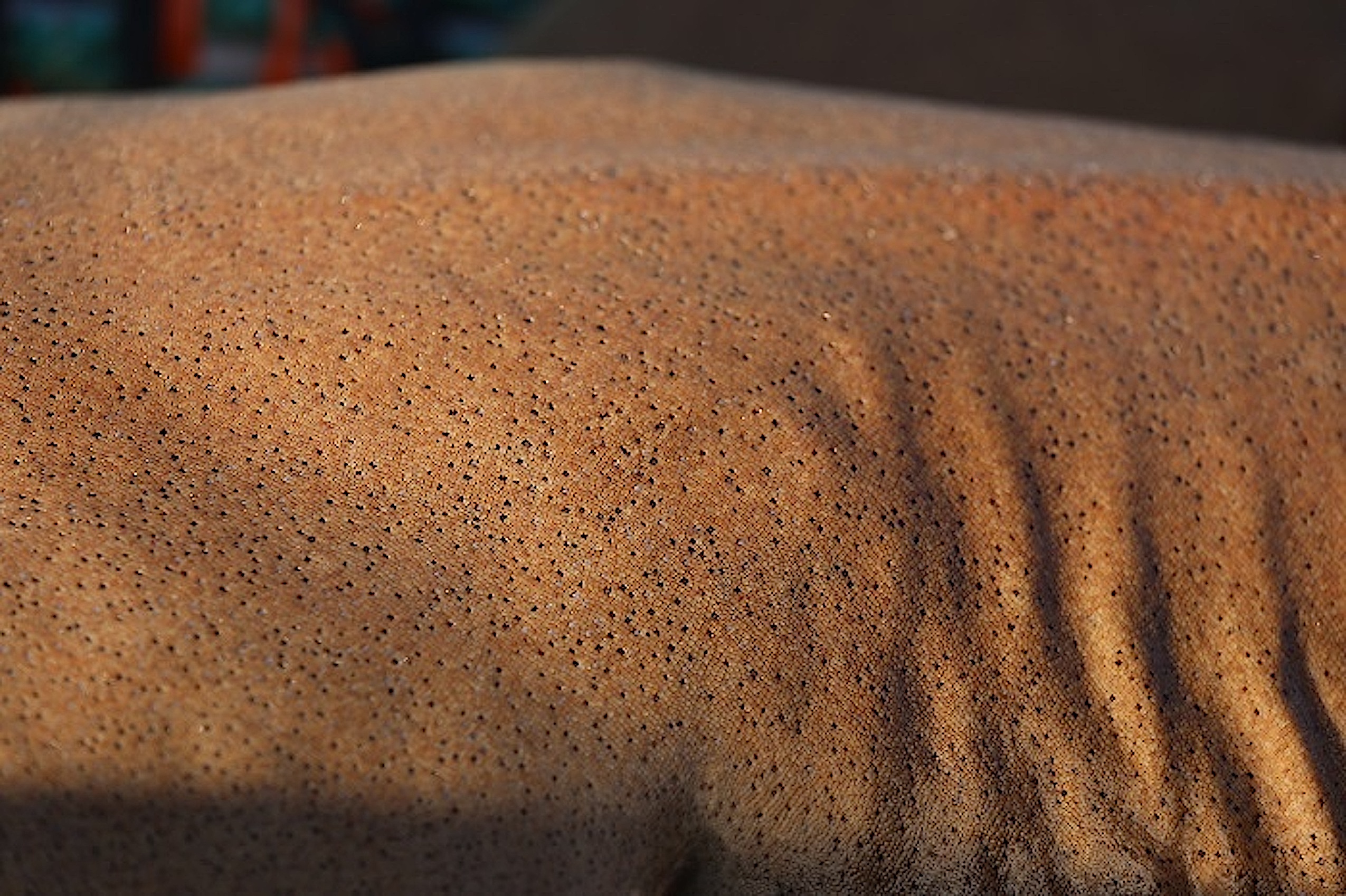 The sandpaper skin of a sandbar shark, courtesy of NOAA