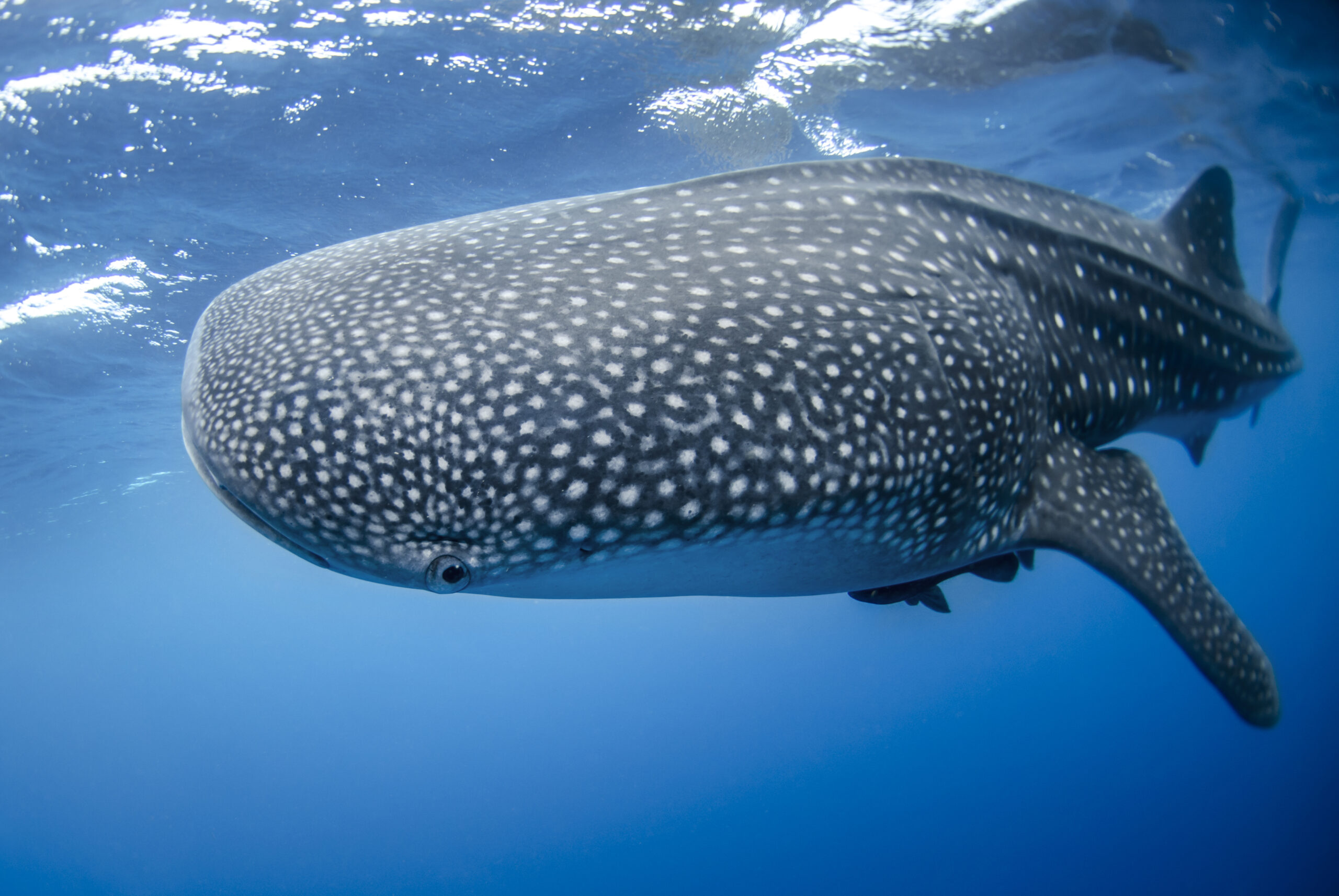 The largest fish in the ocean, the whale shark, courtesy of NOAA