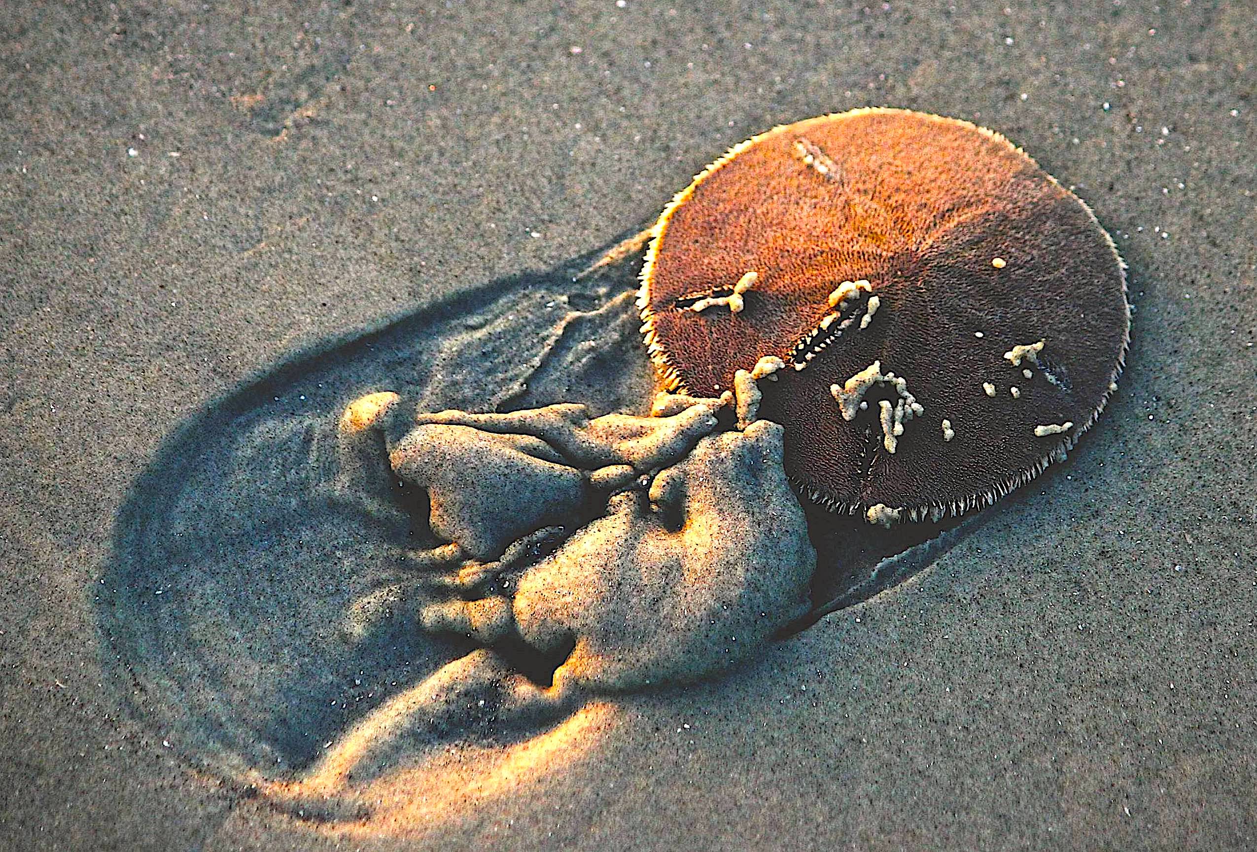 Sand Dollar  Shape of Life