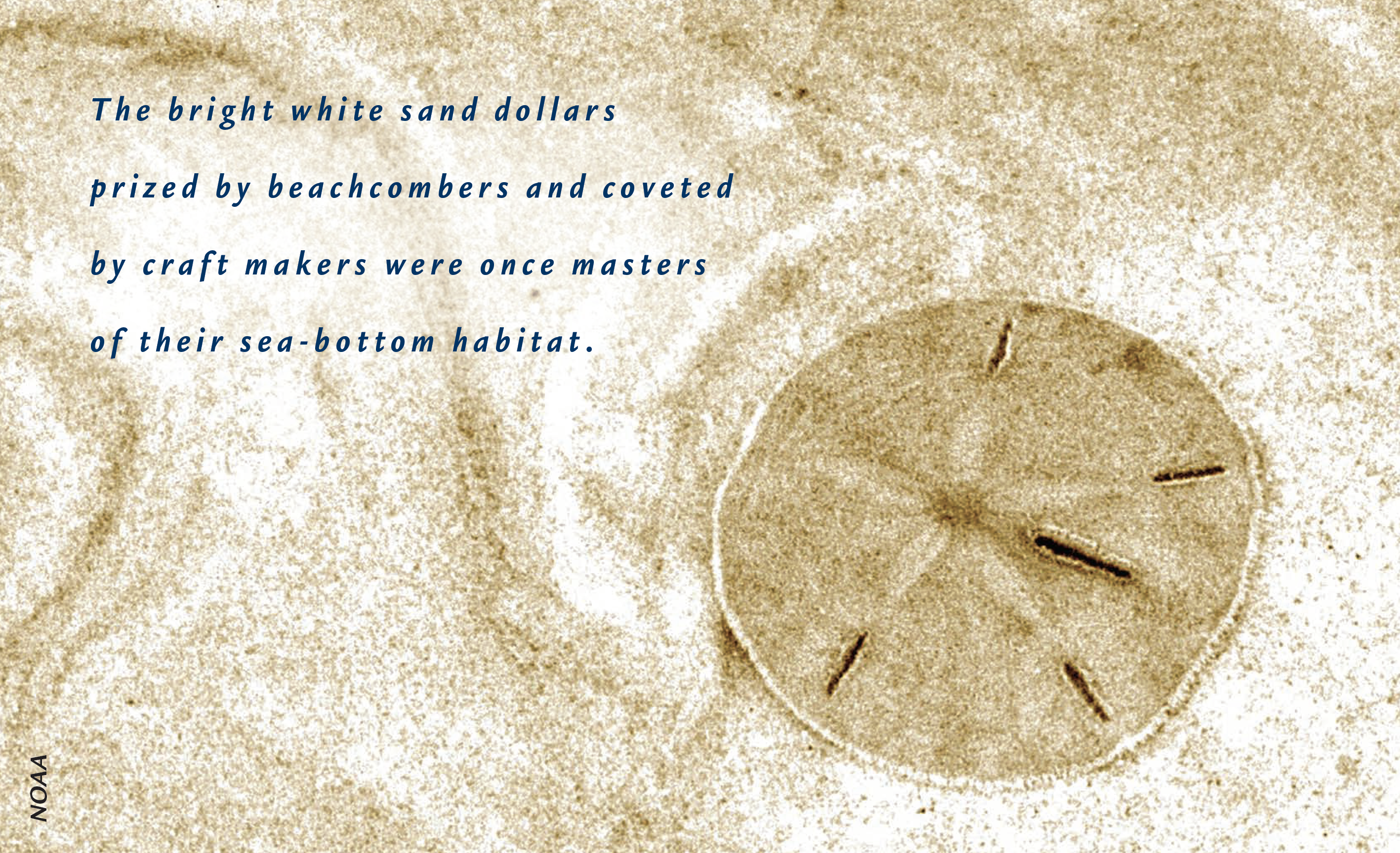 Parable of the sand dollars. One day, when I was walking along the