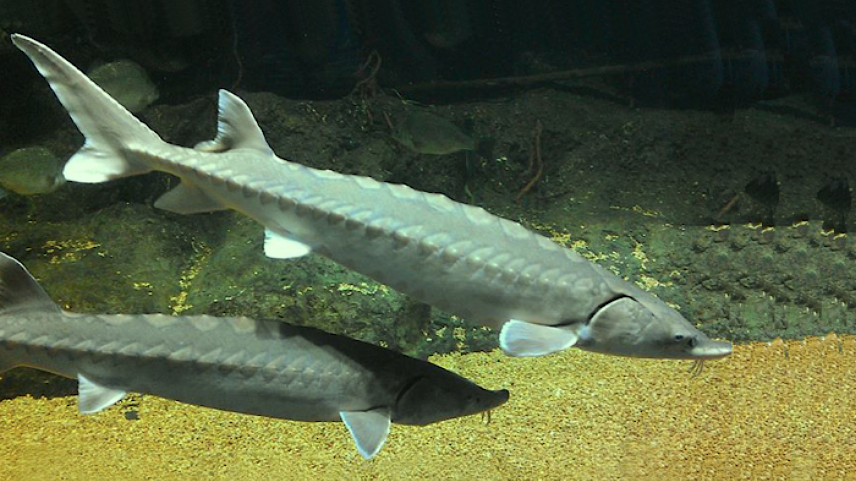 Off-the-shelf side-scan sonar can monitor daily abundance of spawning Atlantic sturgeon in shallow river systems. Photo courtesy of NOAA.