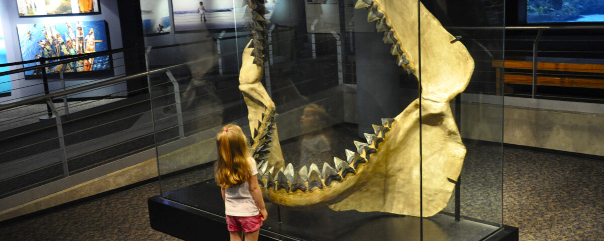 New research suggests the extinct megalodon shark might have been nearly 60 feet long. Photo courtesy of N.C. Aquarium at Fort Fisher.