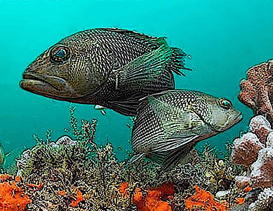 Black sea bass. Photo courtesy of NOAA.