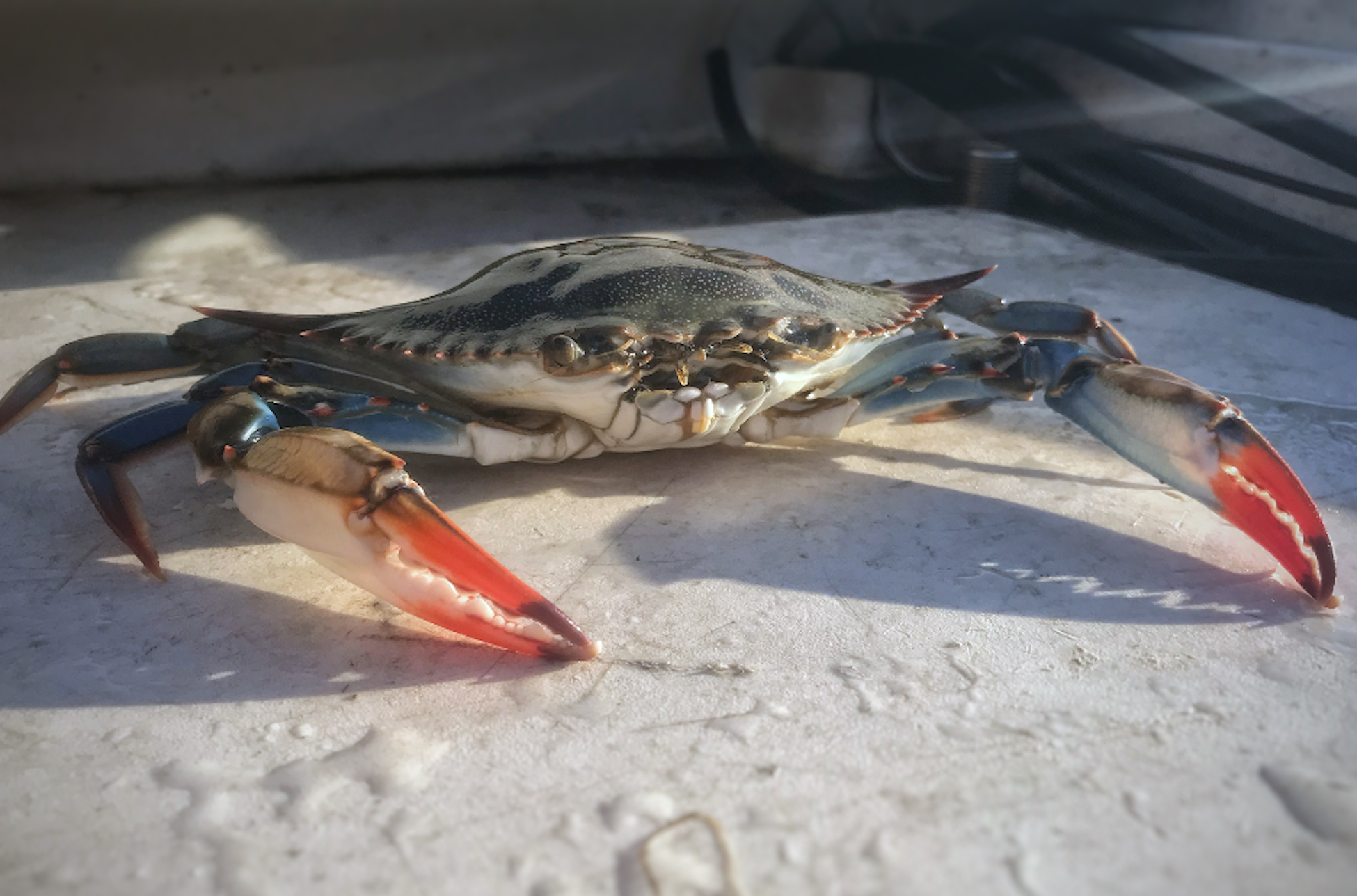 Adult female blue crab, in comparison with the adult male blue crab in the opening photo.