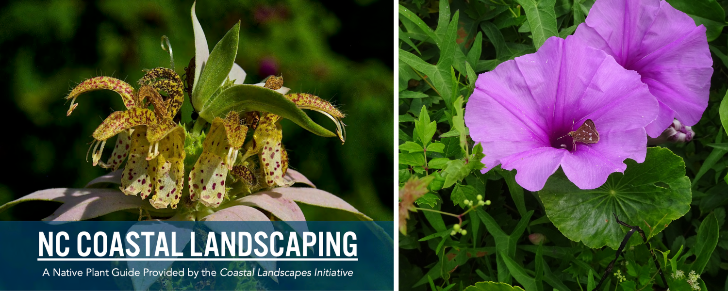 Download the NC Coastal Landscaping booklet (left). Photo by Paul Hosier, <em>Seacoast Plants of the Carolinas</em>/Design by John Ring (left). Morning glory species are among the nectar plants that crystal skippers use (right). Photo by Carol Price/NC Aquariums (right).