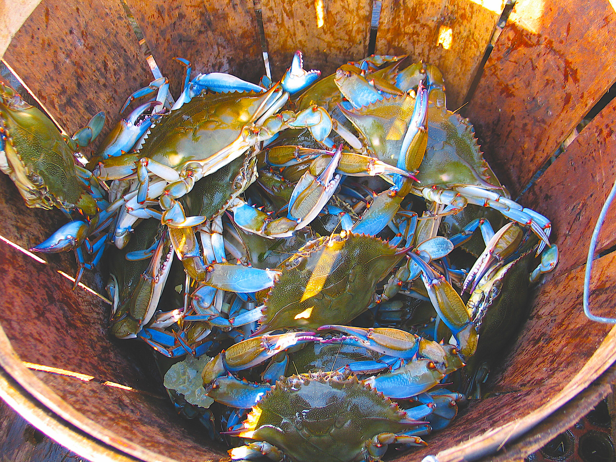 Crabs in a bucket. When food producers quickly lost wholesale markets in spring of 2020, the North Carolina Local Food Council was prepared to act. Credit: Ray Midgett.