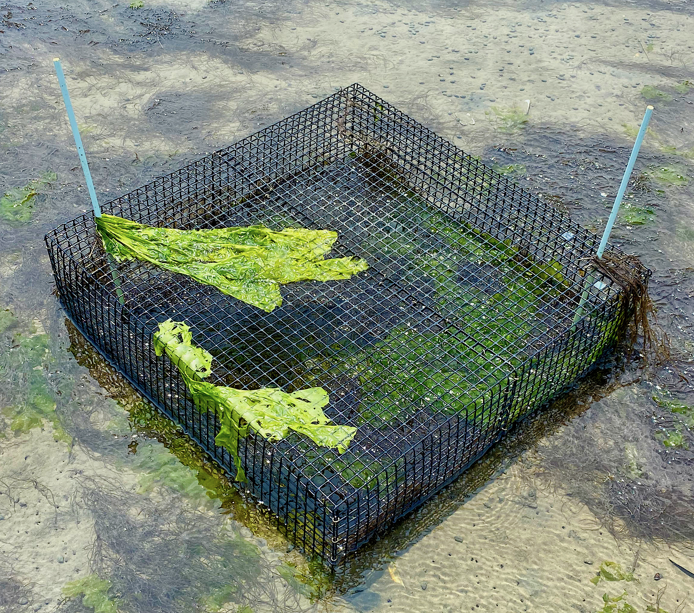 Ramus manipulated the presence of Gracilaria and predators simultaneously in experimental plots by either manually removing Gracilaria or using cages like this one to exclude predators. Credit: Aaron Ramus.