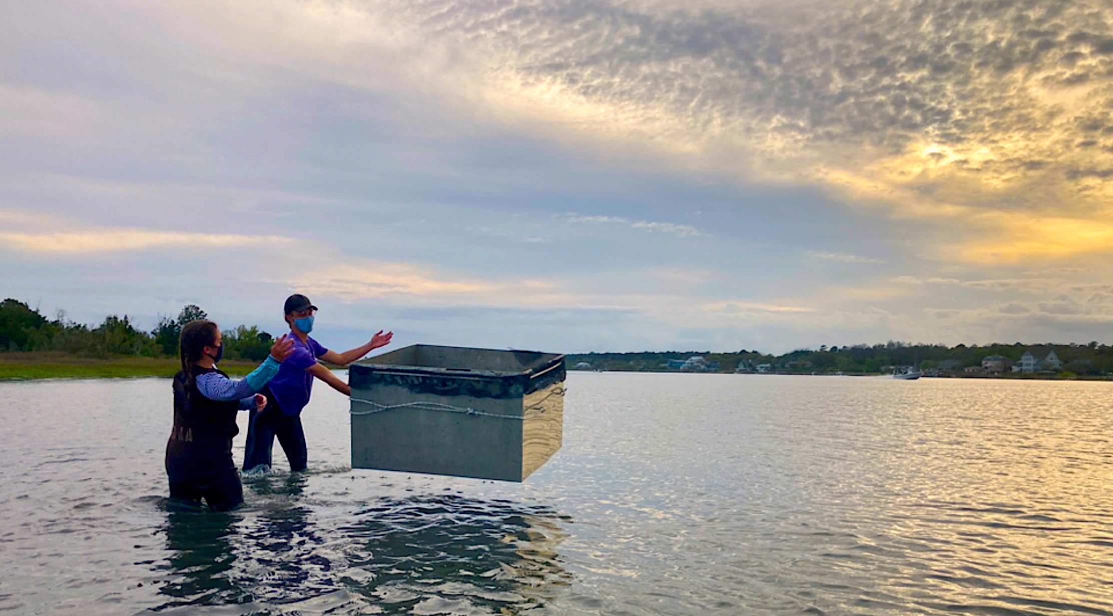 image: Researchers deploy throw traps over seagrass patches to examine the abundance of juvenile blue crabs. Courtesy of the UNCW Coastal Plant Ecology Lab.