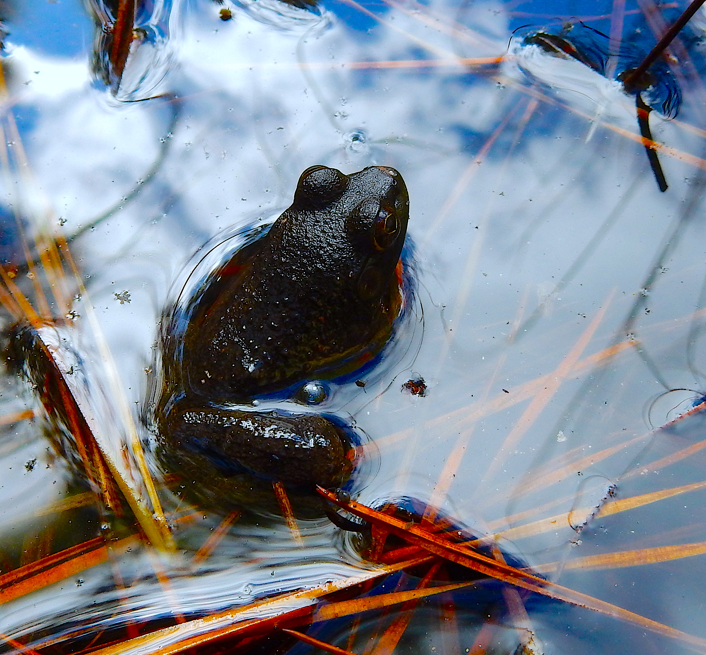 image: frog. Credit: NC Wetlands/CC-BY-2.0.
