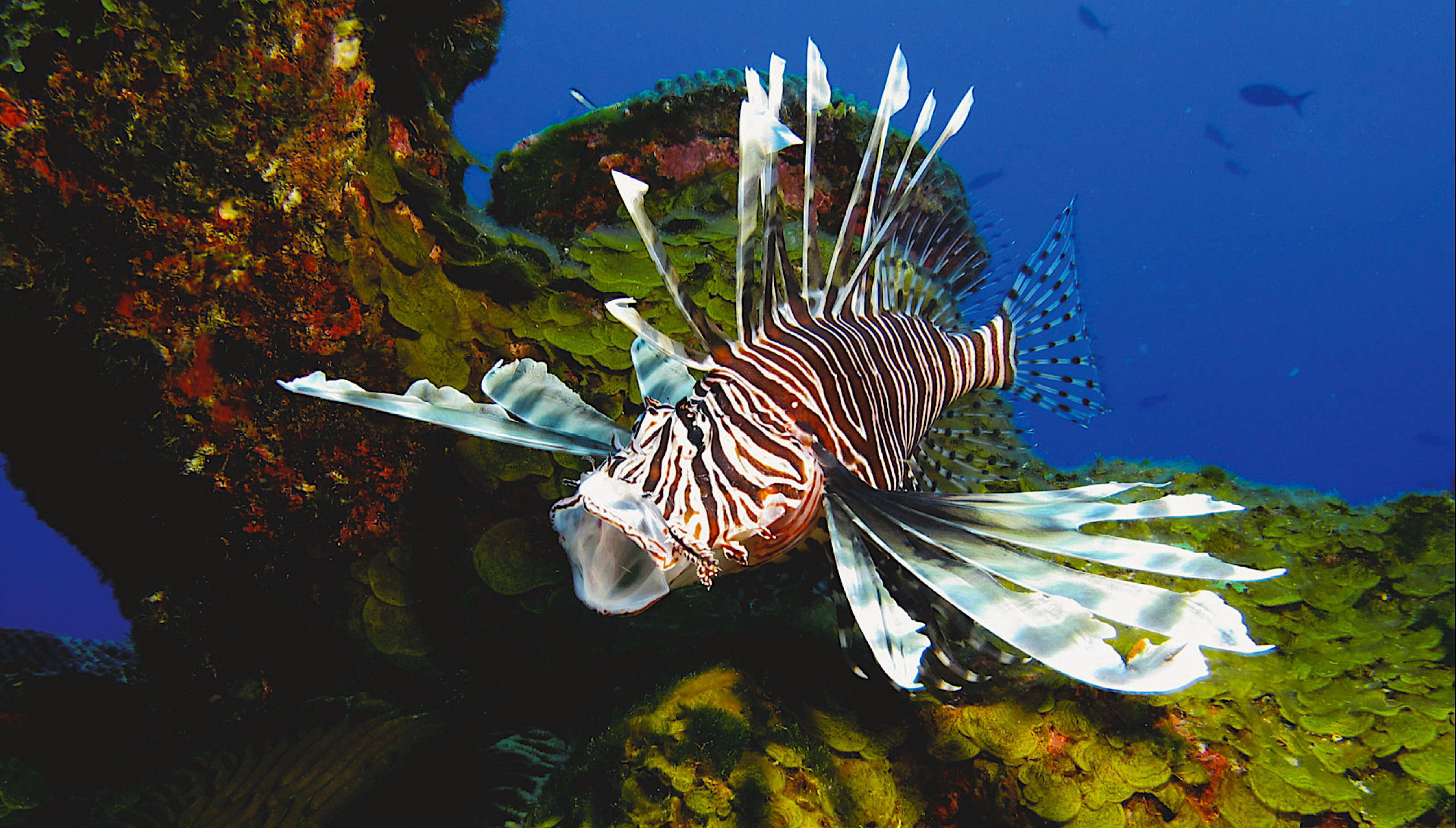 image: Scientists found evidence of lionfish much farther inland than they expected. Credit: NOAA.