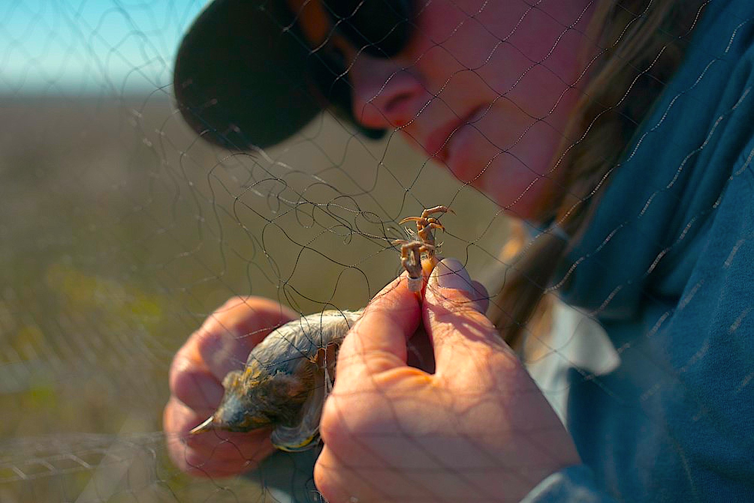 image: Marae Lindquist West extracts a marsh sparrow from a mist net. Credit: Boston Dang.