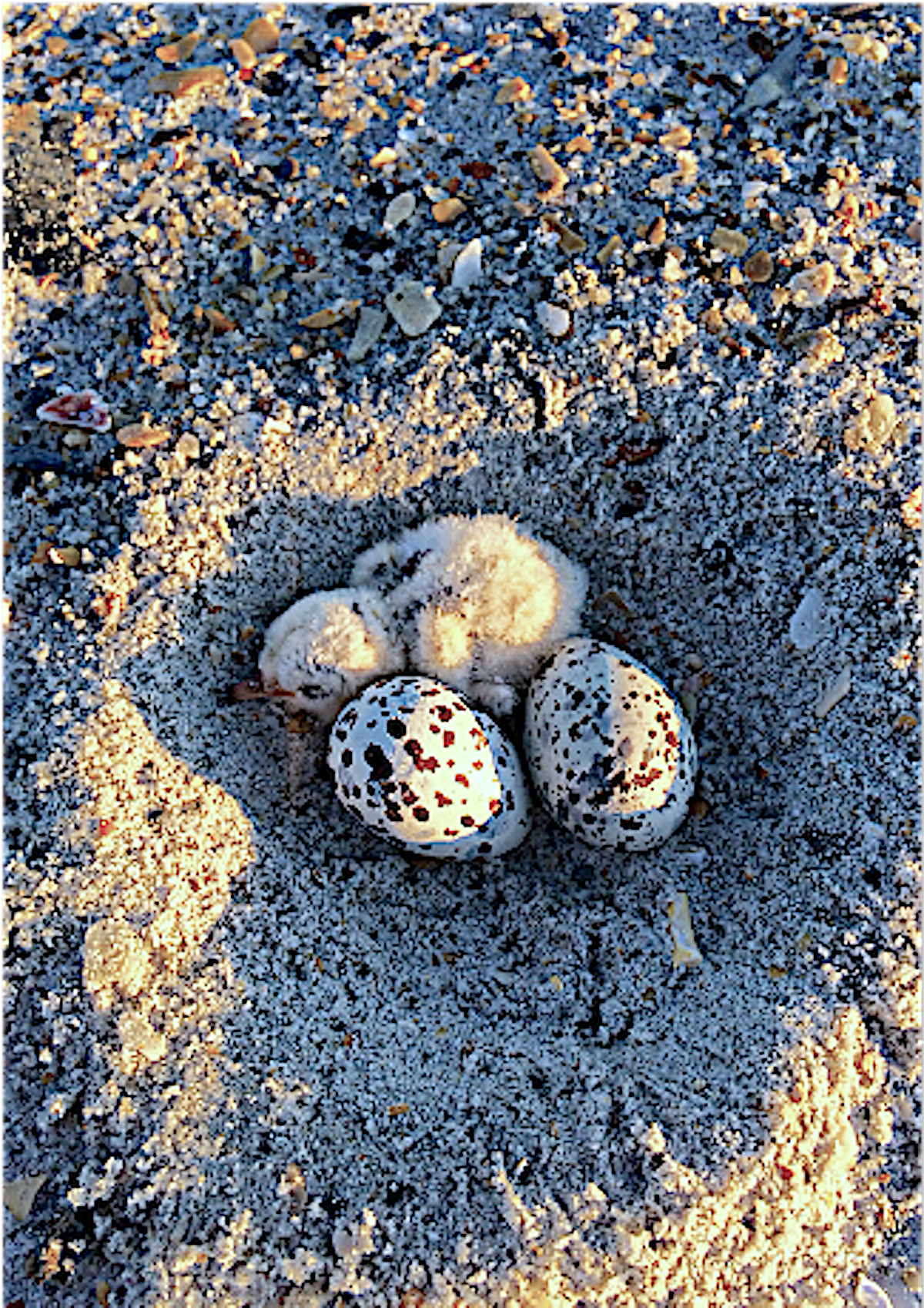 This least tern nest includes a recently hatched chick — and one of Robert Snowden’s “artificial egg data loggers.” Credit: Robert Snowden.
