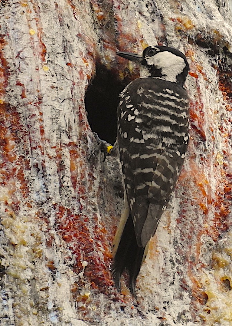 image: An adult red-cockaded woodpecker visits its home cavity. Credit: Lauren D. Pharr.