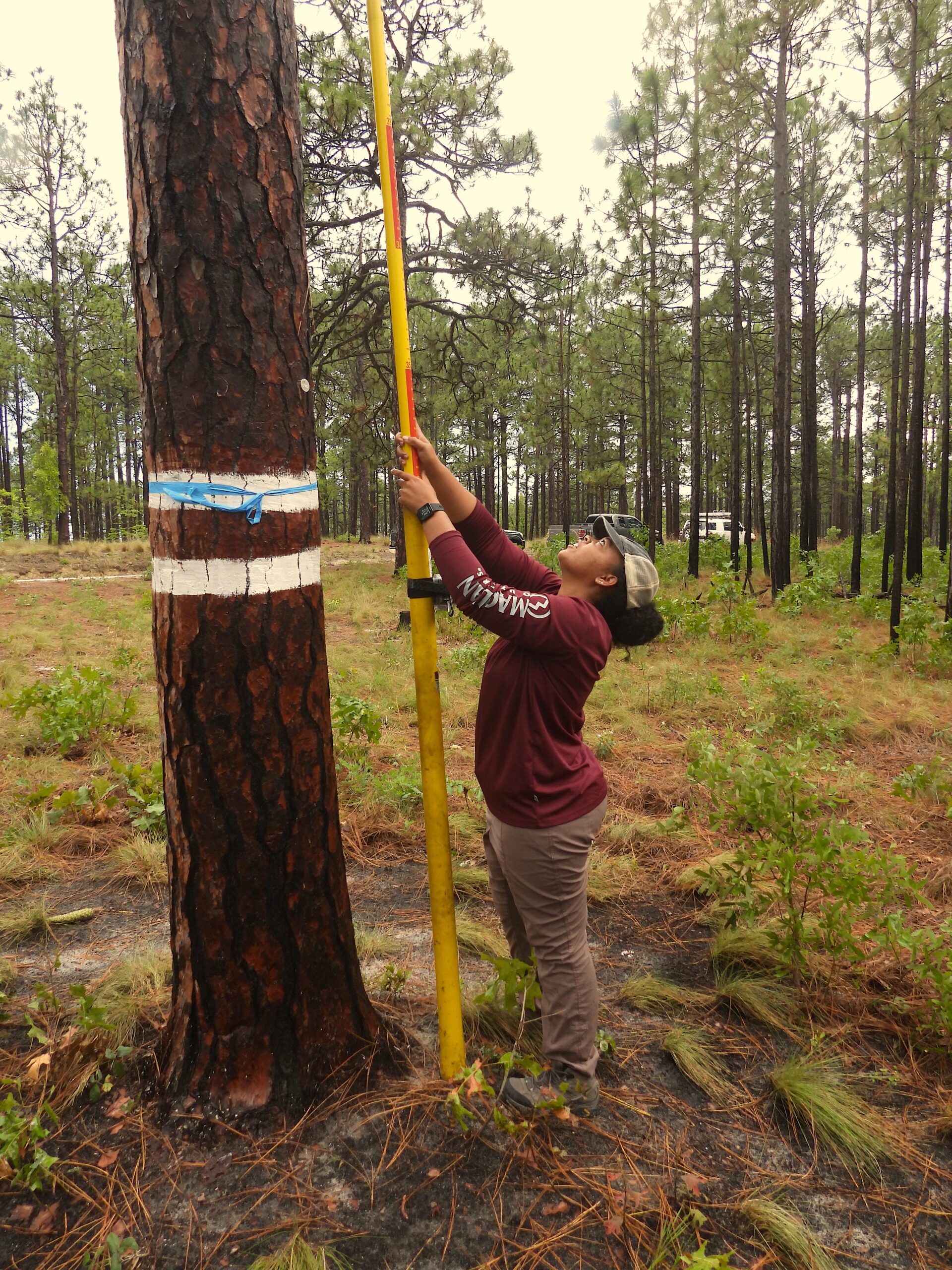 image: The author investigates a red-cockaded woodpecker’s cavity tree. Credit: Christopher Moorman.