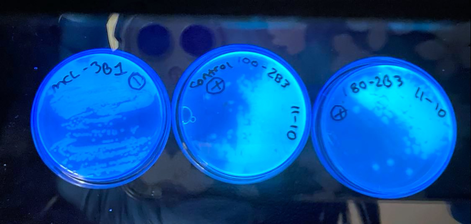 Three agar plates under UV light, revealing bacterial colonies and showing which bacteria are resistant to heavy metals or antibiotics
