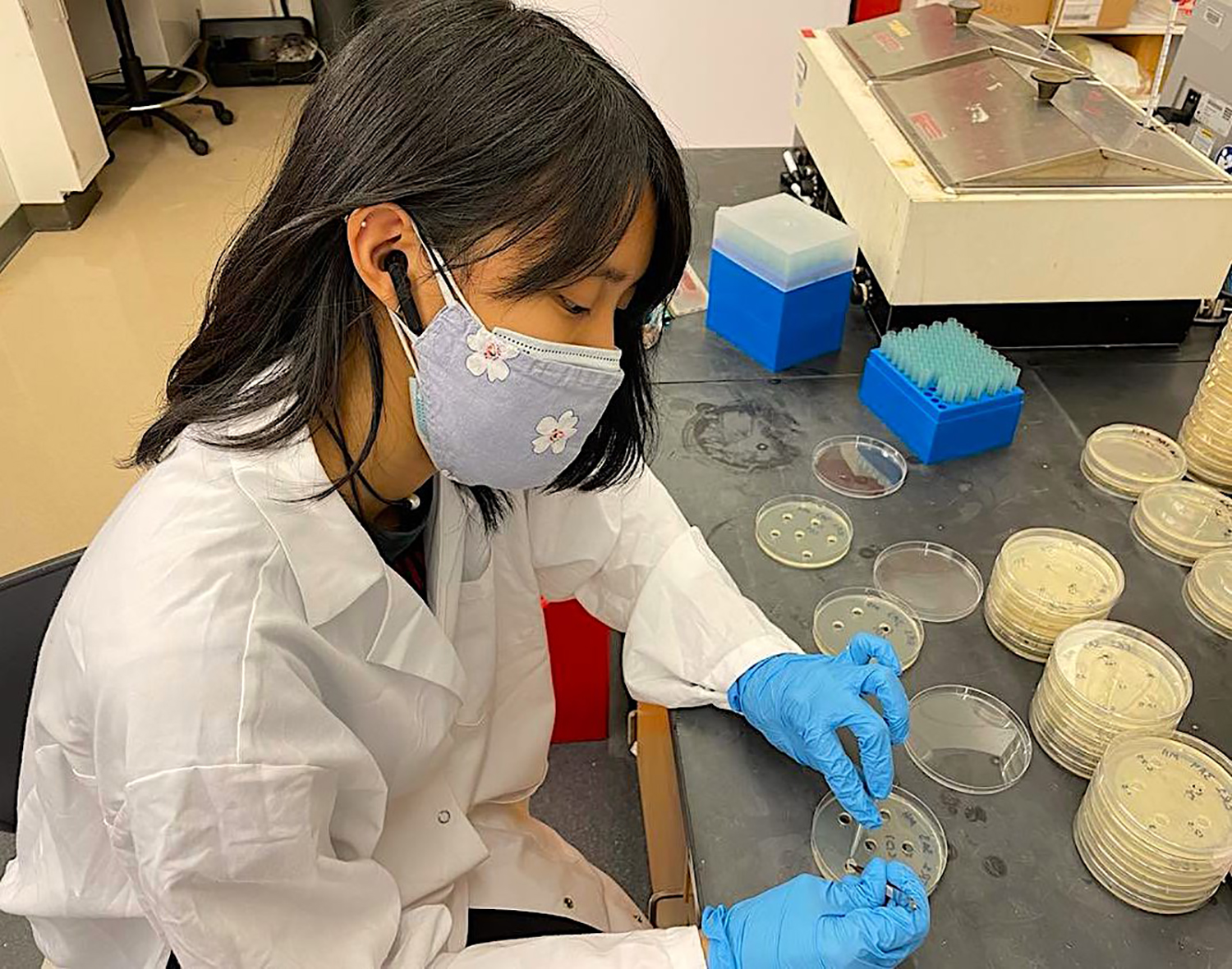 Student researcher Maya Hoon working with agar plates in a lab