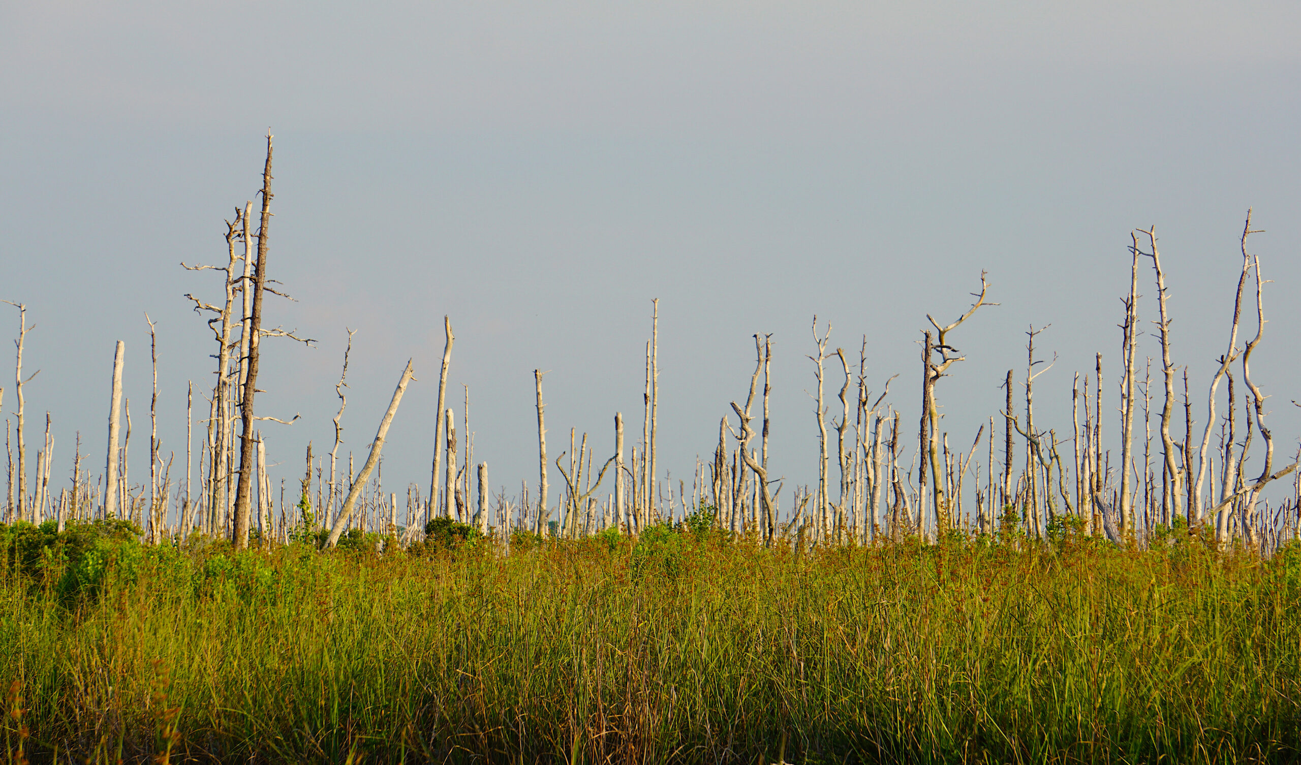 Bare tree trunks jutting from a marsh, known as a ghost forest
