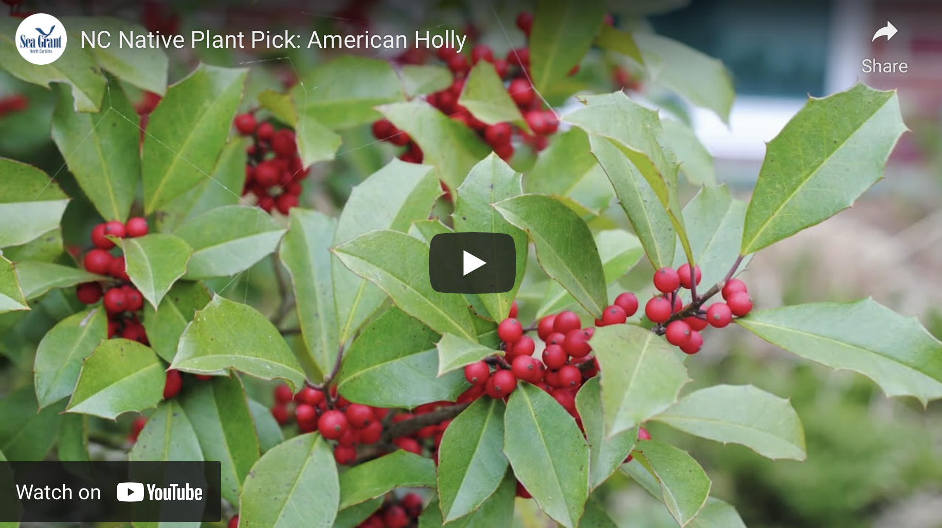 image: American holly. Click to go to page with Native Plant videos.