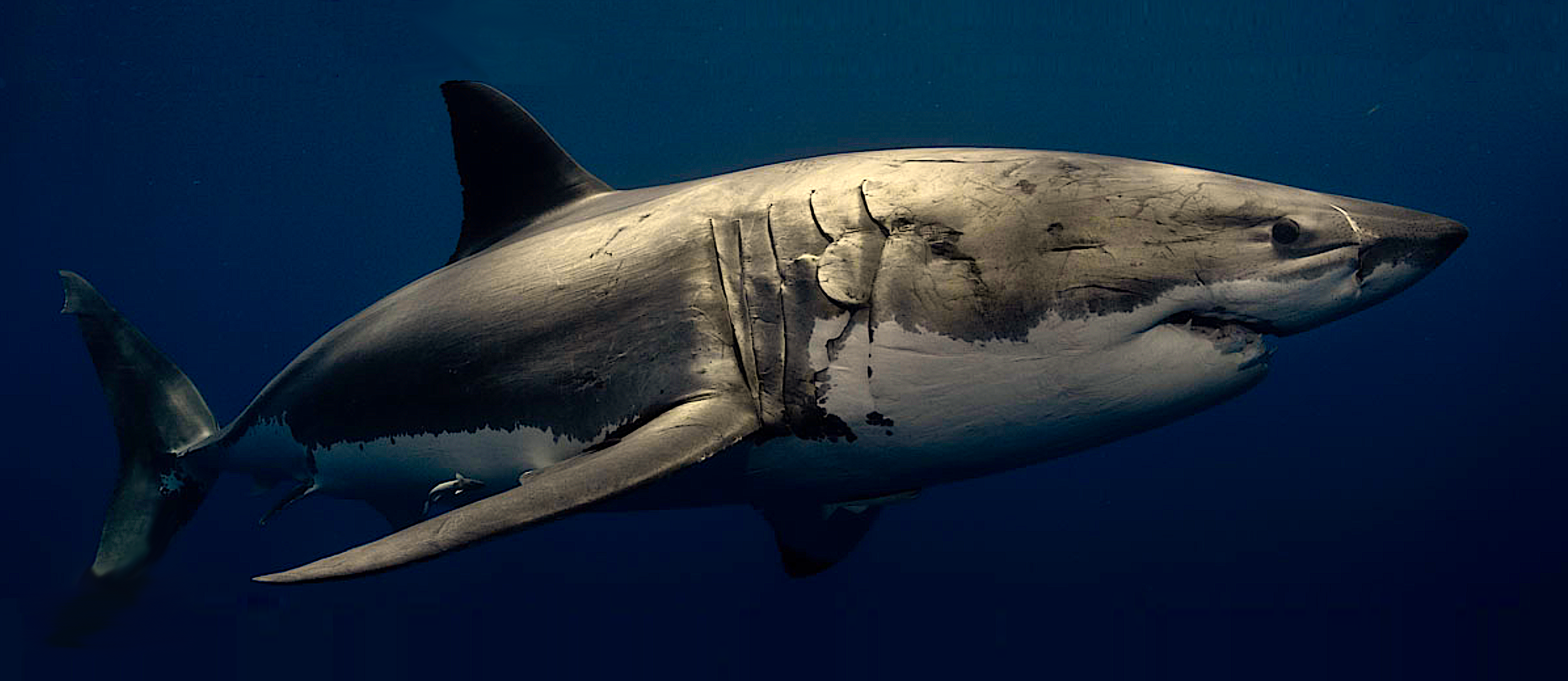 image: adult Great White. 